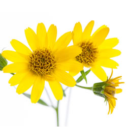 Arnica