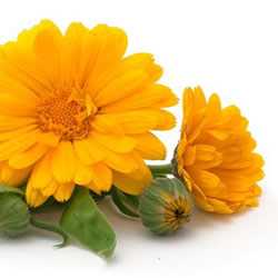 Calendula