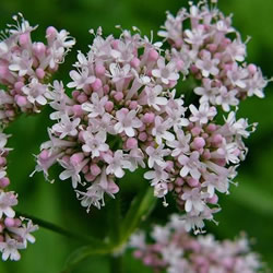 Valeriana