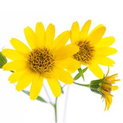  Arnica